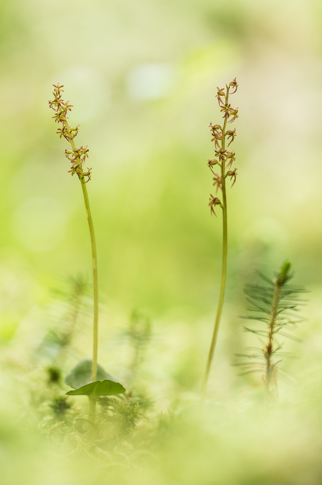 ~ Listera cordata ~