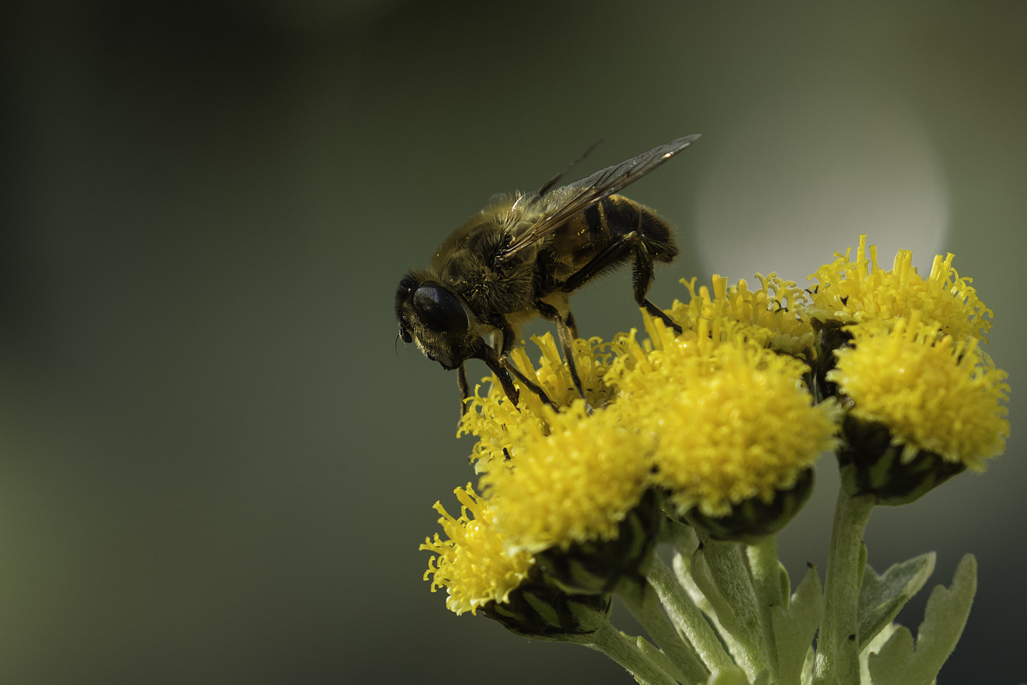 Wildbiene vor Wintereinbruch