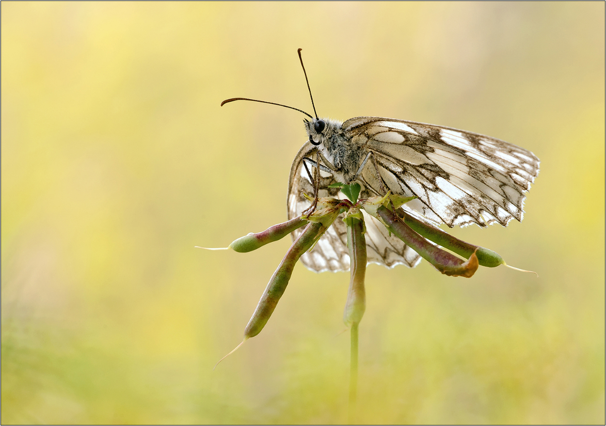 "Melanargia galathea-2"