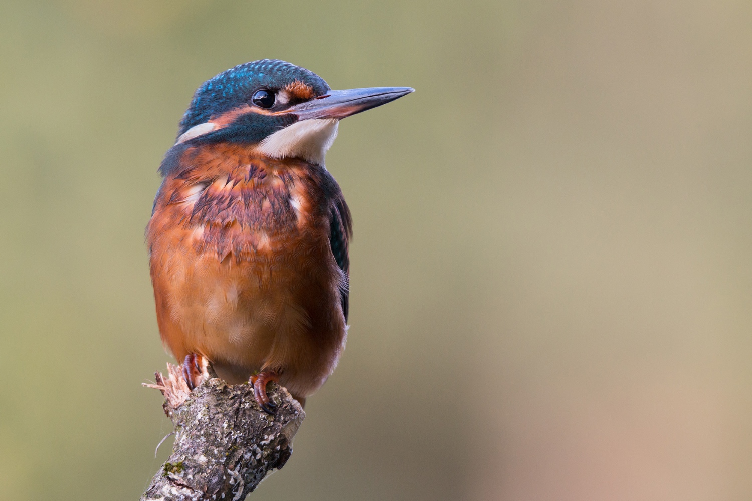 Eisvogelweibchen