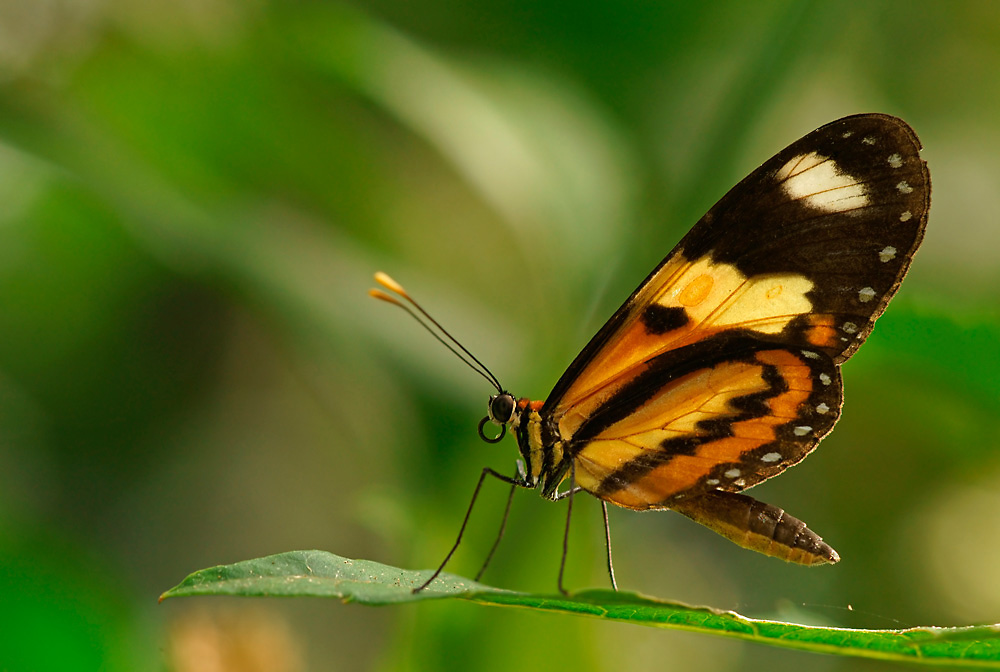 Tigerwing  (Mechanitis lysimnia)