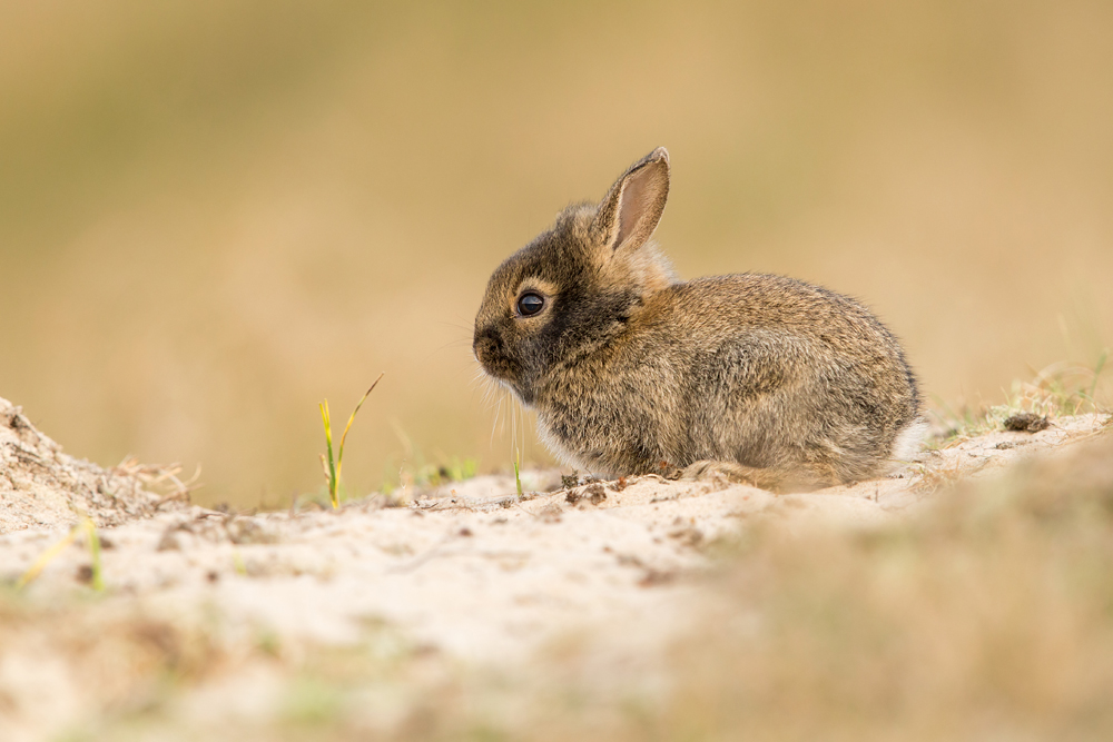 Wildkaninchen