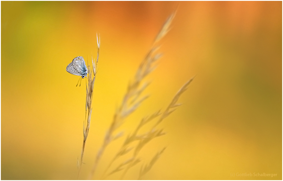 Polyommatus icarus