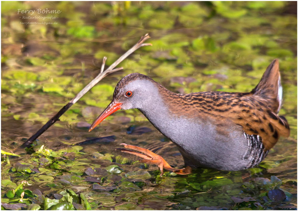 Wasserralle (Rallus aquaticus)