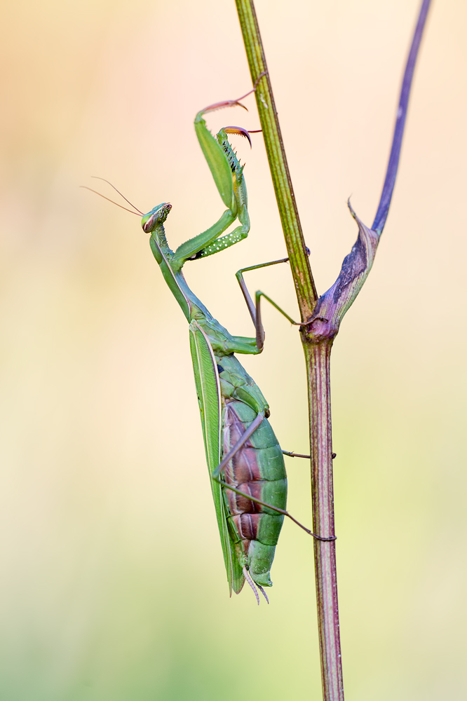 Heimlich, still und leise