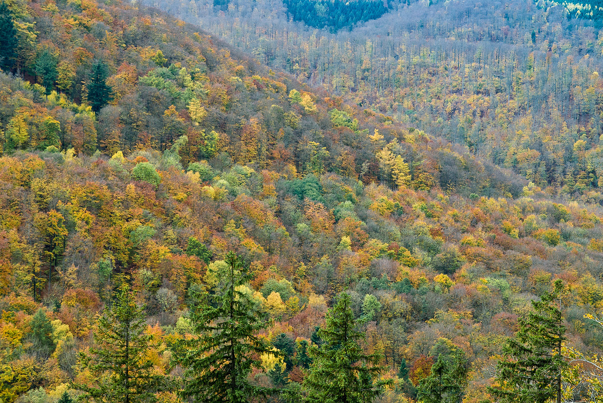 Herbst im Harz