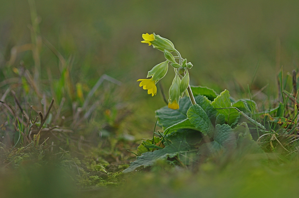 Wiesenschlüsselblume 22.11.15