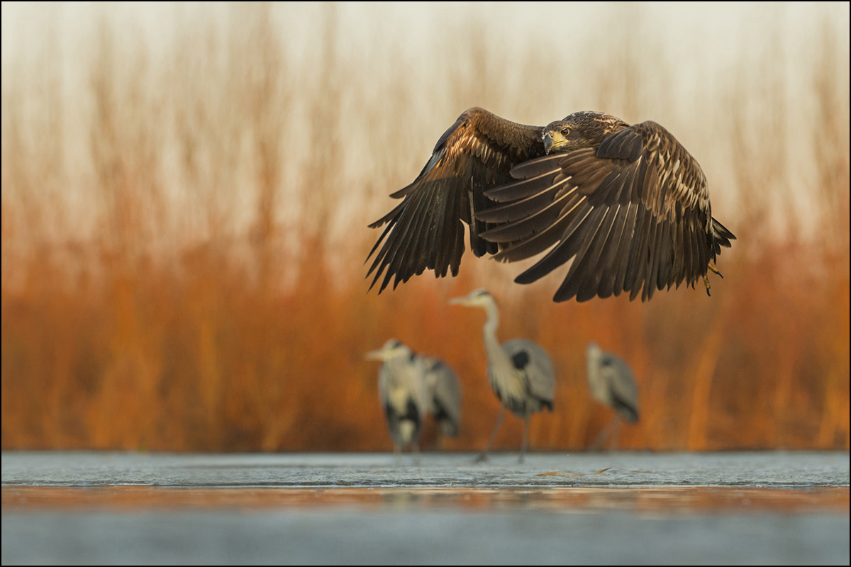 Seeadler im Winter