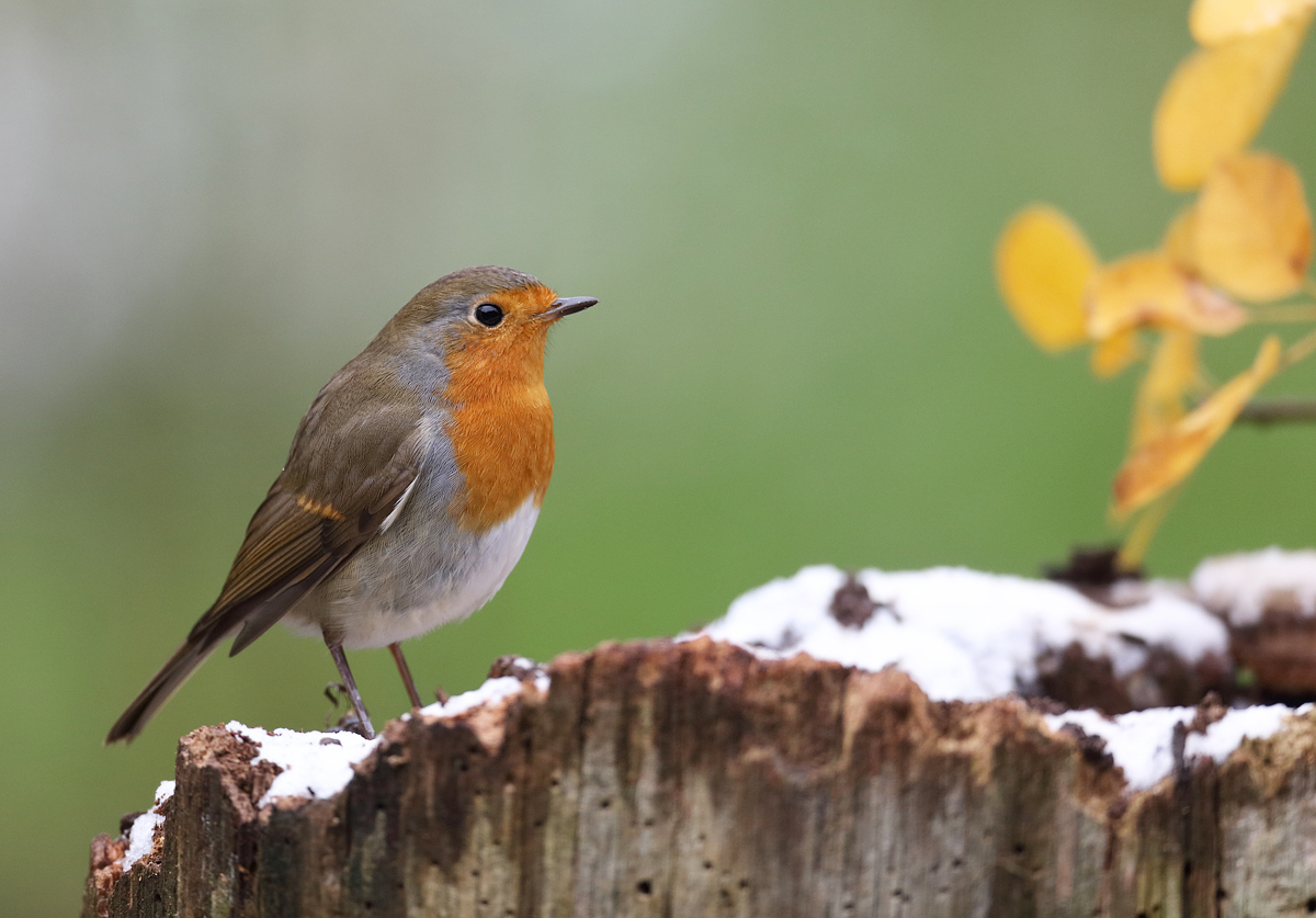 "Mein" Rotkehlchen im ersten Herbstschnee...