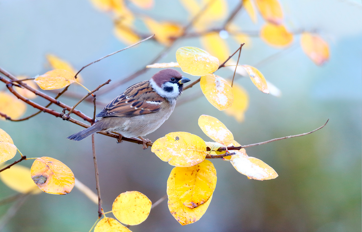 Es gab heute morgen zarte Winterfarben...