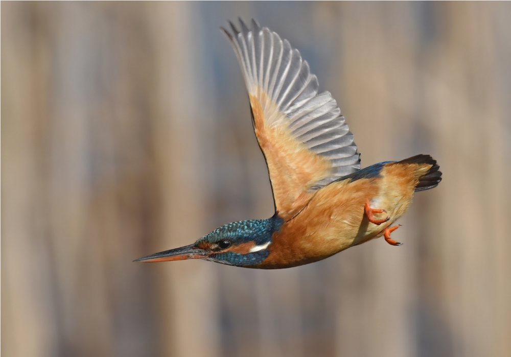 Rasanter Flug - Eisvogel