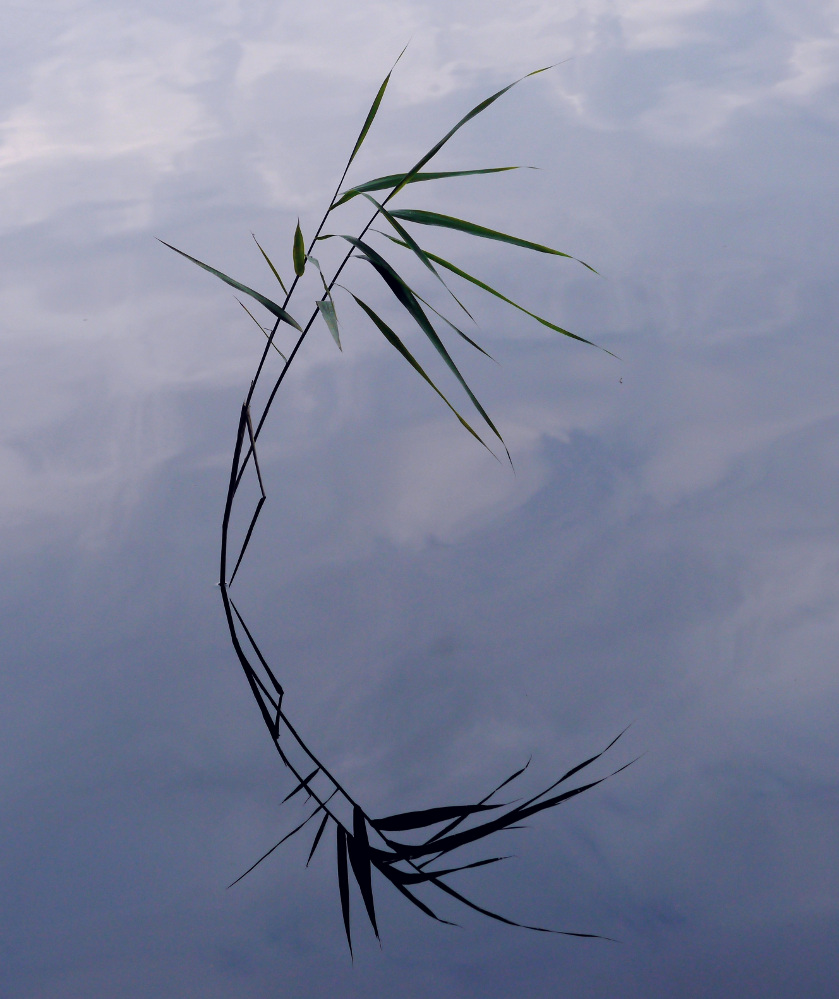 Schilfspieglung