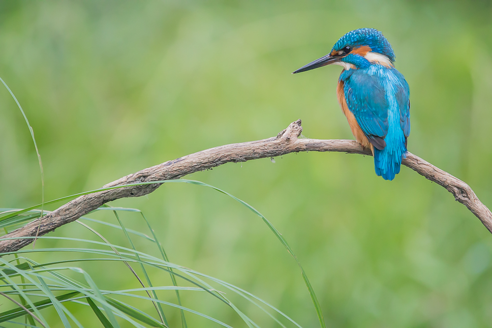 Eisvogel