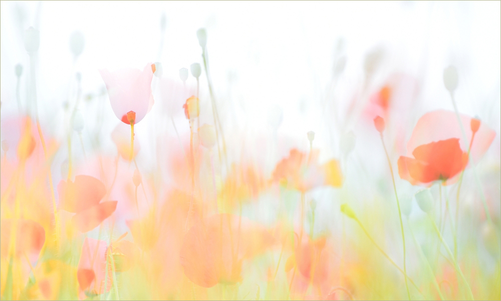 - Mohn-Aquarell -