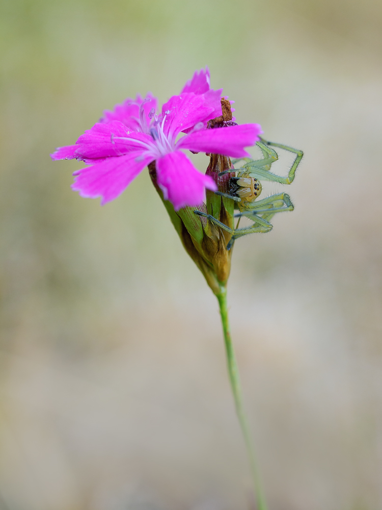 Cheiracanthium punctorium