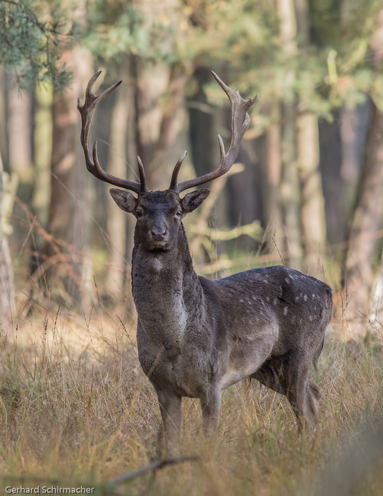 junger Damhirsch