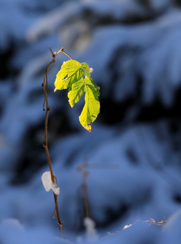 Einsames Grün im ersten Schnee