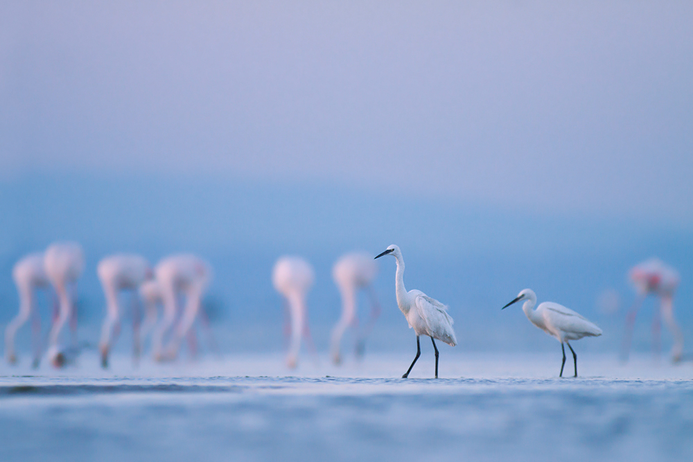 blaue Stunde in der Camargue