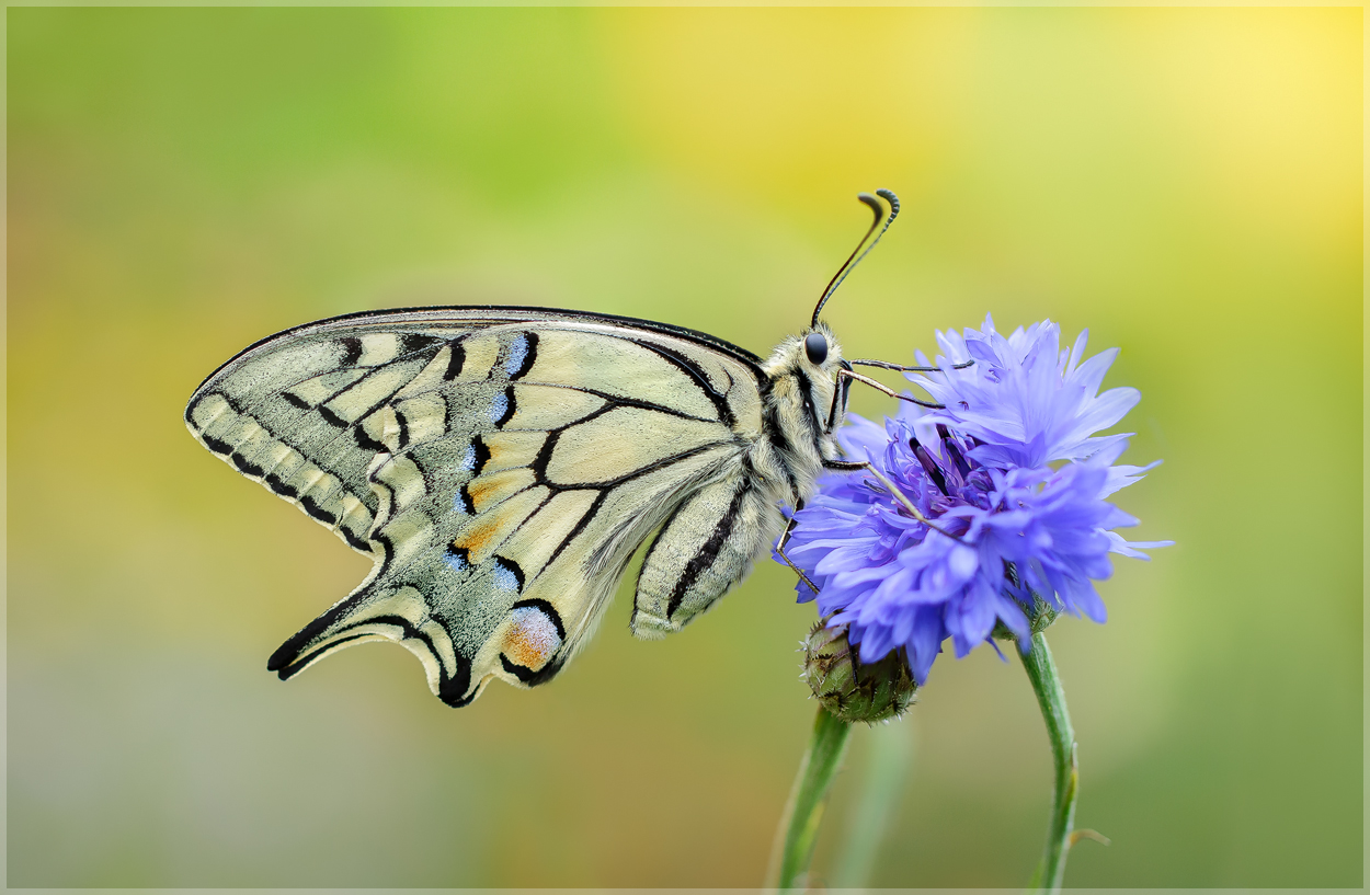 Papilio machaon