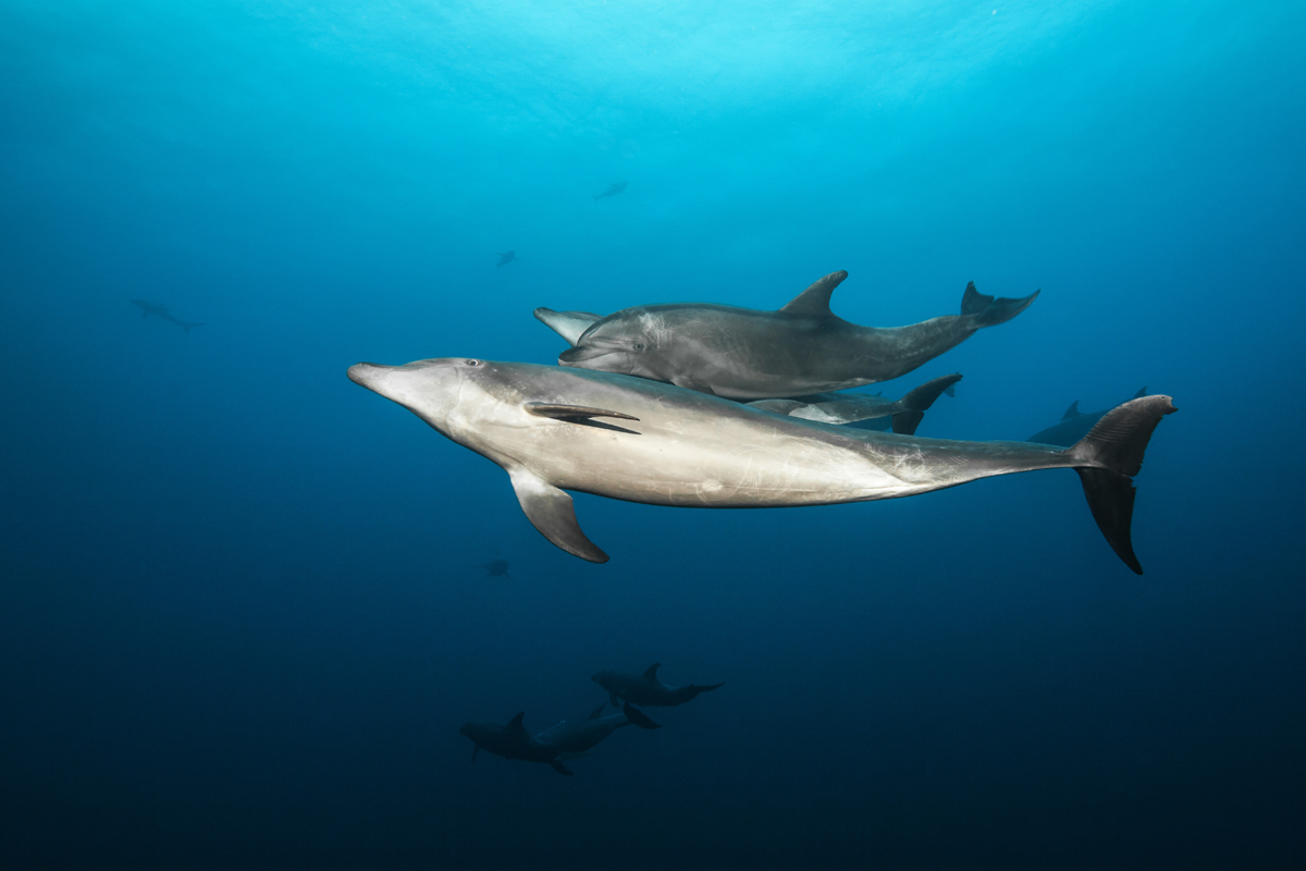 Delfin-Trio