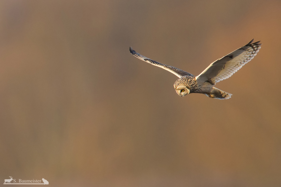 Im Rüttelflug