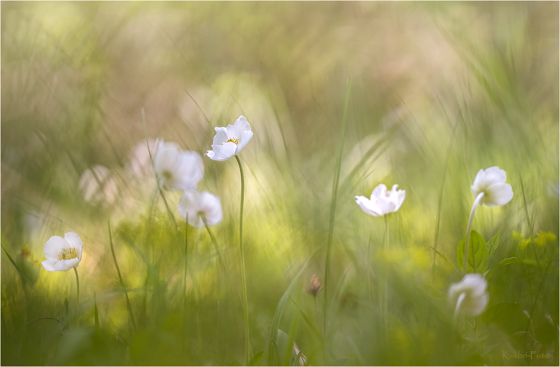 Anemone