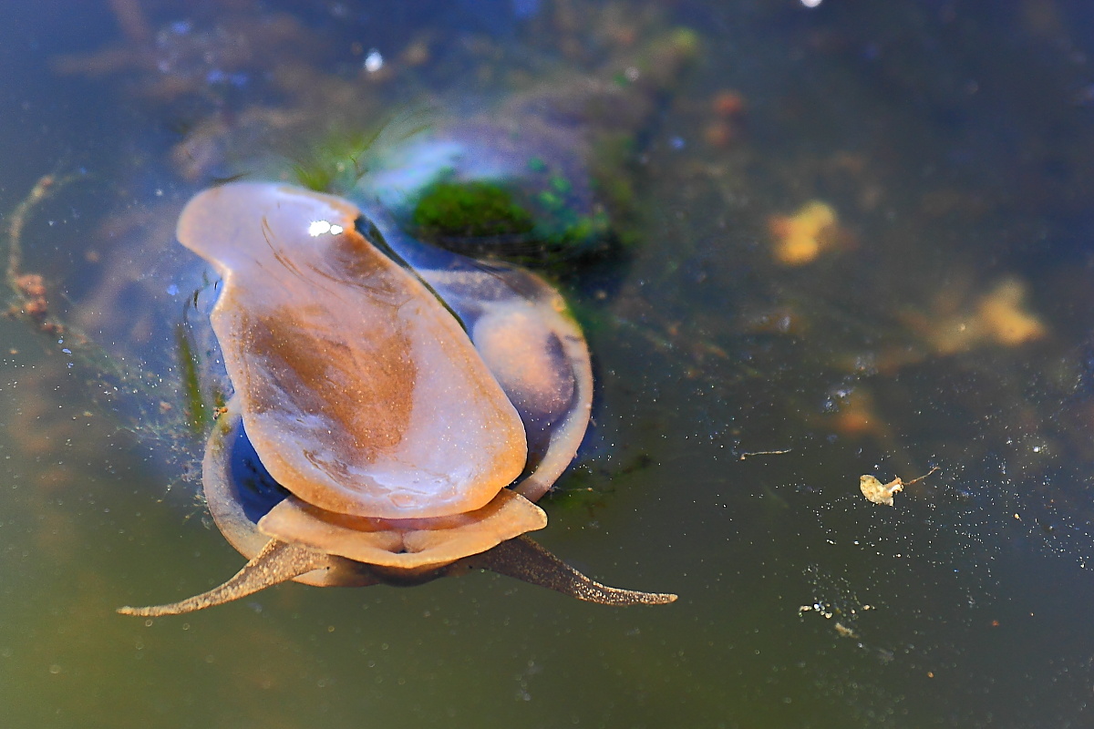 Spitzschlammschnecke