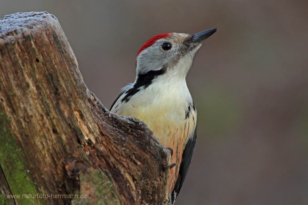 Mittelspecht_Leiopicus medius