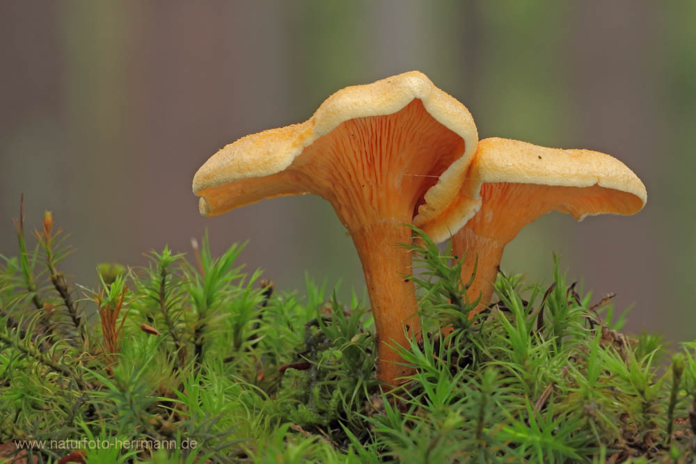 Falscher Pfifferling Hygrophoropsis Aurantiaca Forum F r Naturfotografen Falscher Pfifferling Hygrophoropsis Aurantiaca Forum F r Naturfotografen