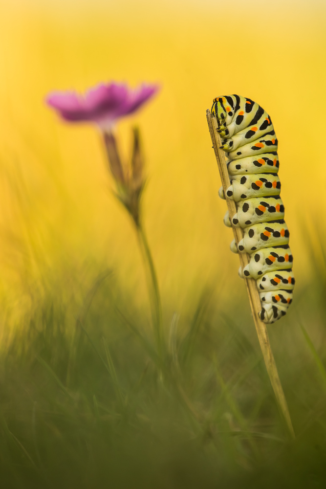 Papilio machaon