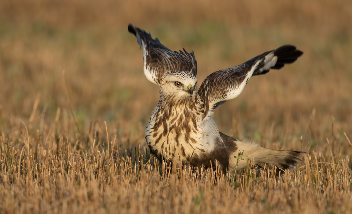 Raufußbussard