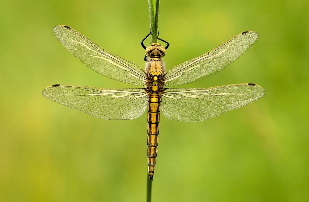 großer Blaupfeil (Forum für Naturfotografen)