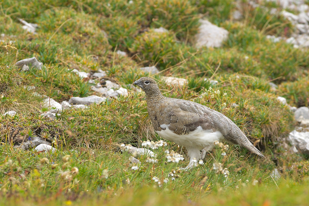 Alpenschneehuhn