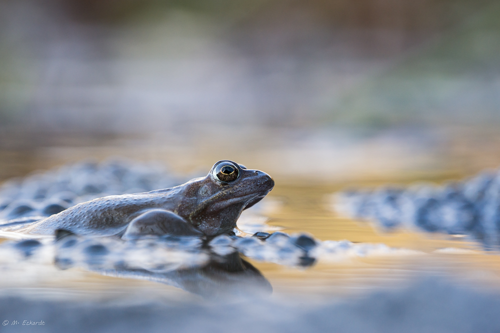 Grasfrosch