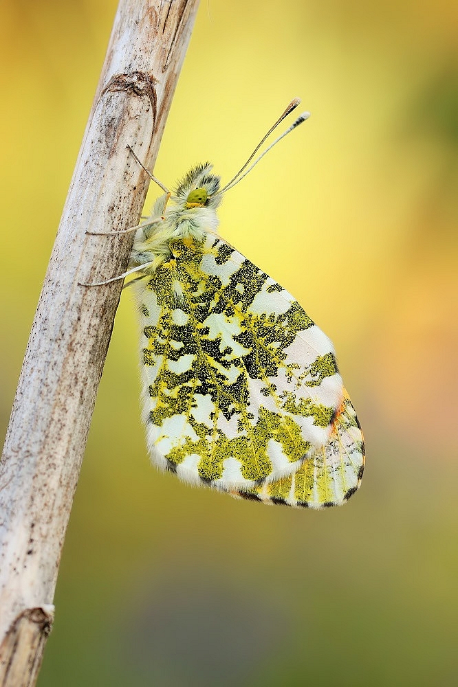 Aurorafalter (Anthocharis cardamines)