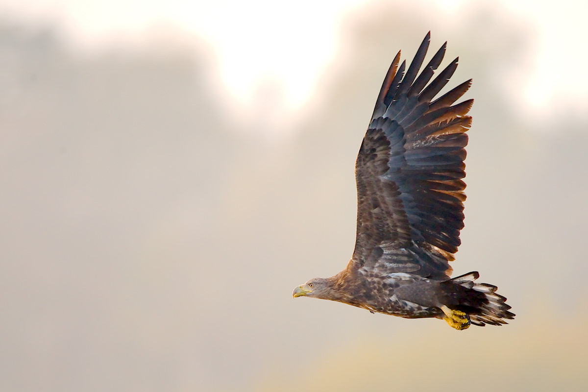 Seeadler (ND)