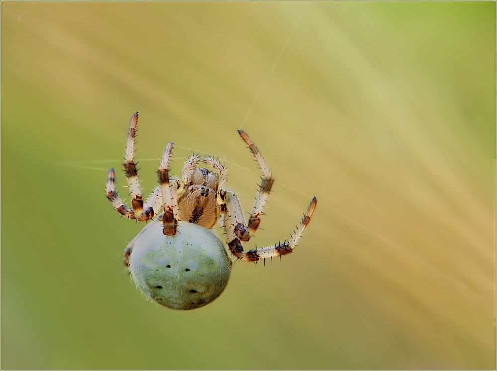 *Araneus quadratus*