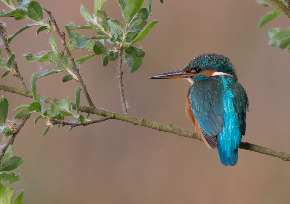 Eisvogel