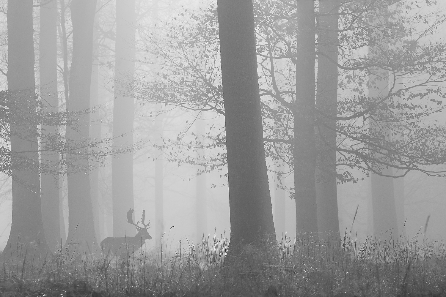 Damhirsch im Nebel