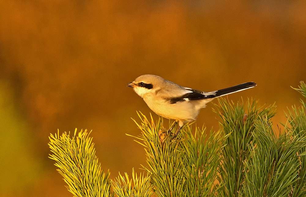 Raubwürger in der Morgen Sonne