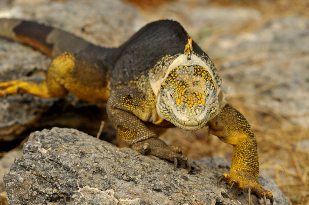 Galapagos Landleguan wildlife