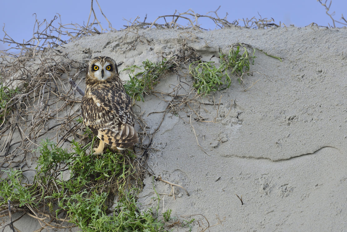 Sumpfohreule (Asio flammeus)   -    den Staren auf der Spur