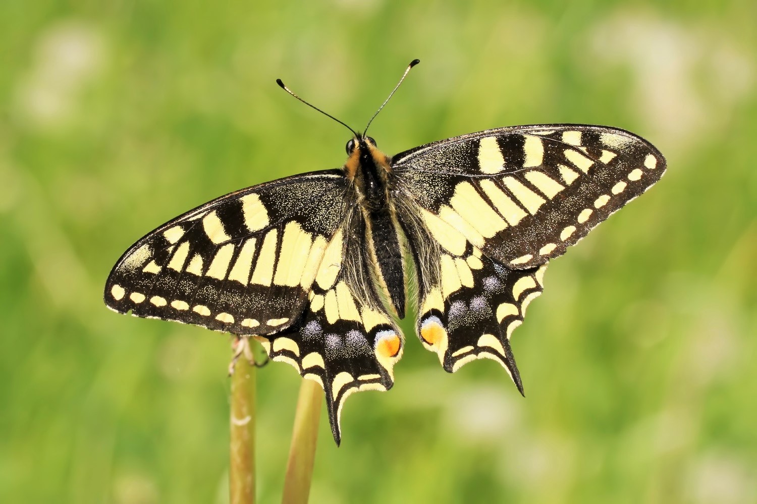 Schwalbenschwanz (Papilio machaon)