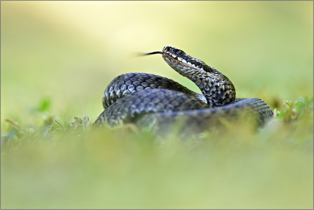 Vipera Berus (Forum für Naturfotografen)