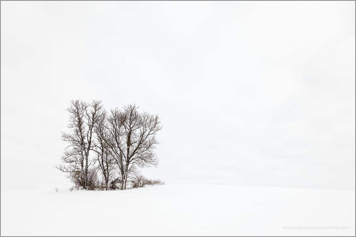 Lonely Trees