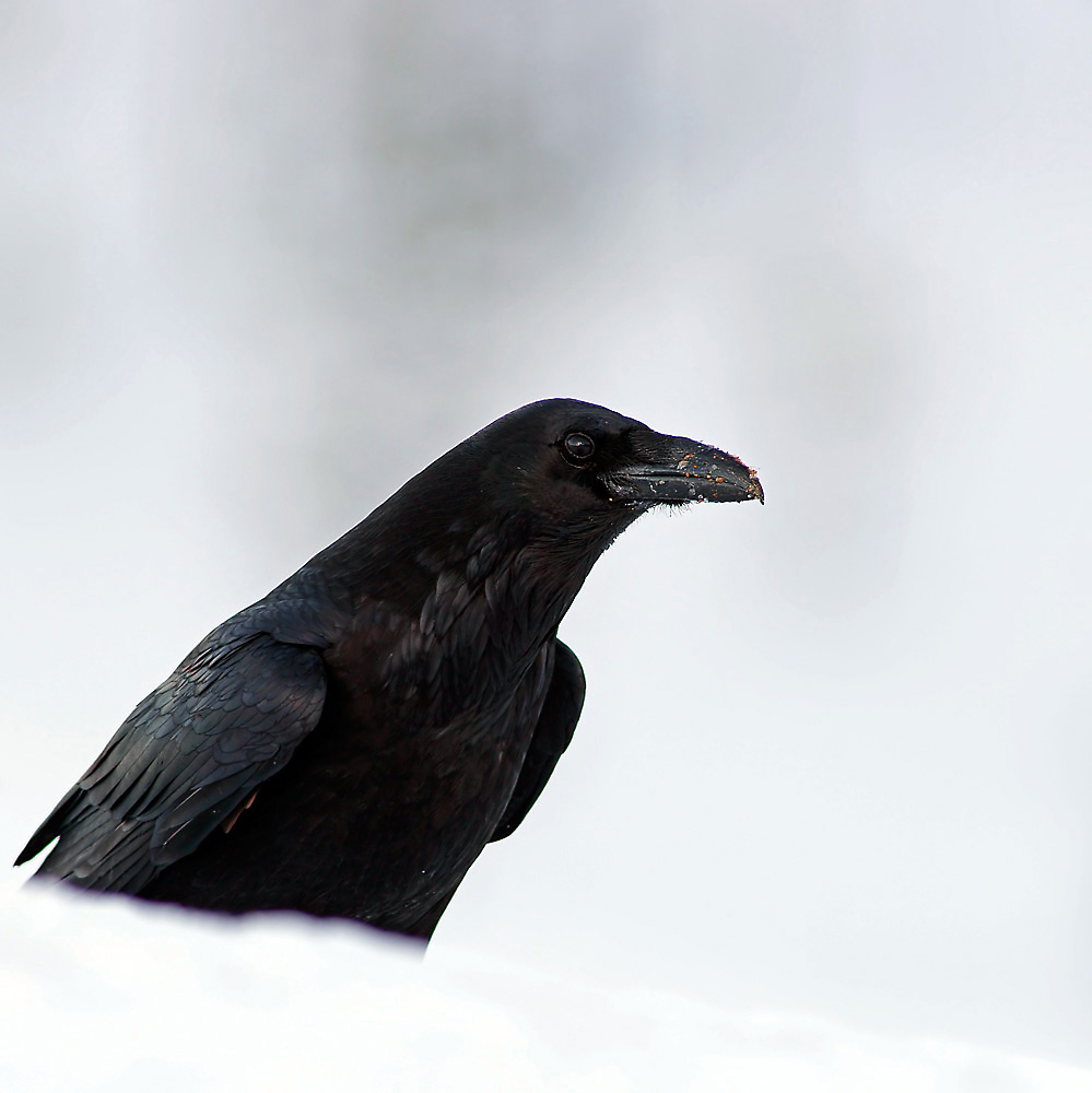 Kolkrabe (Forum für Naturfotografen)