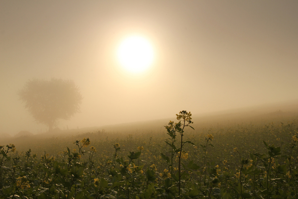 Novembermorgen