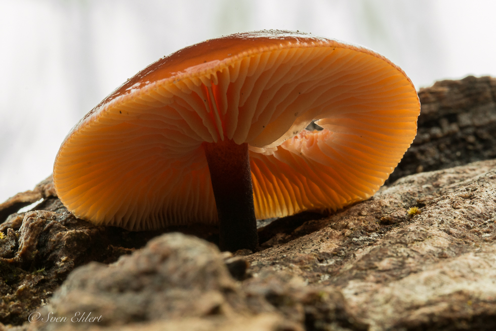 Hutträger mit Dachfenster (Samtfußrübling_flammulina velutipes)