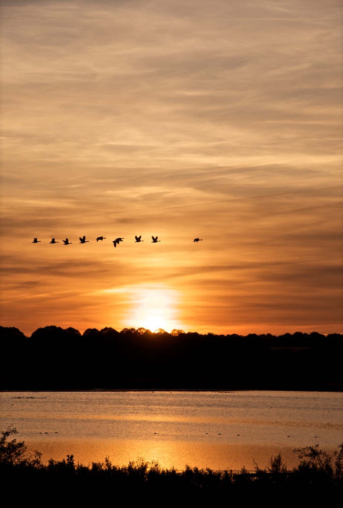 Wildgänse dem Sonnenuntergang entgegen