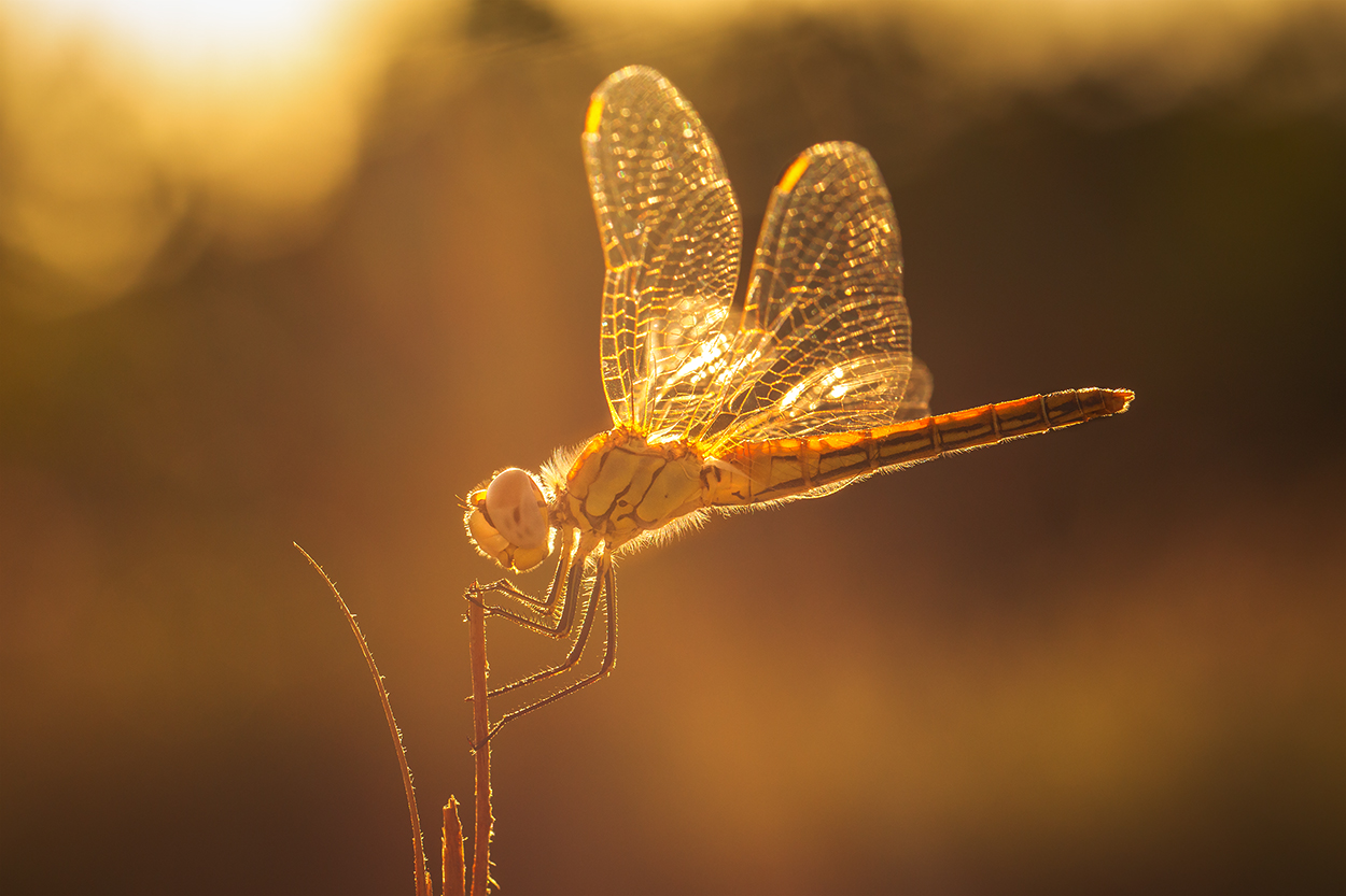 Heidelibelle im Abendlicht